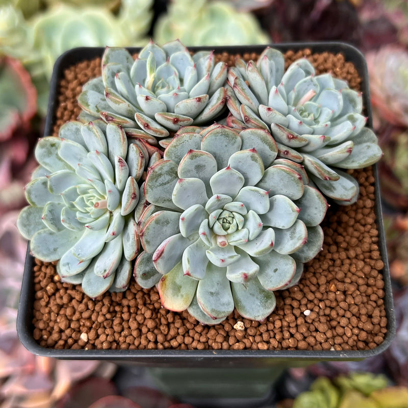 blue minima succulent Echeveria 'Minima' 2"-3" Cluster Succulent Plant – True Succulents Plant Co