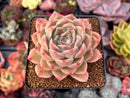 Echeveria 'Mario' Malgan Hybrid 3" Succulent Plant