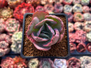 Echeveria 'Flying Cloud' Variegated 2" Succulent Plant