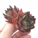 Echeveria Agavoides Ebony Double Headed Cluster 3” Rare Succulent Plant