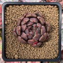 Echeveria Agavoides 'Magic Plot' 2" Succulent Plant