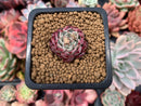 Echeveria 'Sarahime' 1/2" Small Seedling Succulent Plant