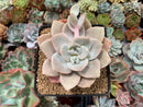 Echeveria 'La Bamba' 4" Succulent Plant