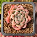 Echeveria 'Panda' 1" Succulent Plant