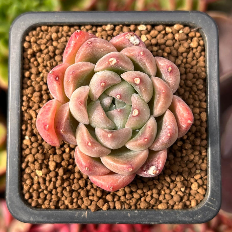succulent panda Echeveria 'Panda' 1" Succulent Plant – True Succulents Plant Co