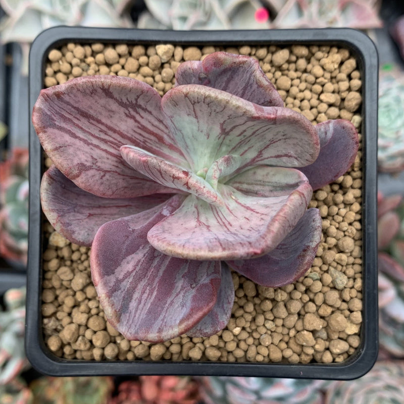 jocelyn's joy succulent Pachyveria 'Jocelyns Joy' Variegated 2