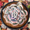 Echeveria 'Ivory' 4"-5" Powdery Succulent Plant