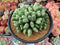 Conophytum 'Bilobum' Large Cluster 5" Succulent Plant