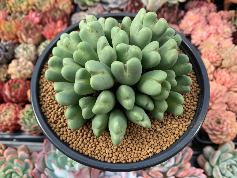 cono succulent Conophytum 'Bilobum' Large Cluster 5" Succulent Plant – True Succulents Plant Co