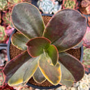 Echeveria 'Fimbriata' Variegated AKA 'Fasciculata' 5" Extra Large Cutting Succulent Plant