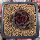Echeveria Agavoides 'Black Queen' 1" Small Succulent Plant