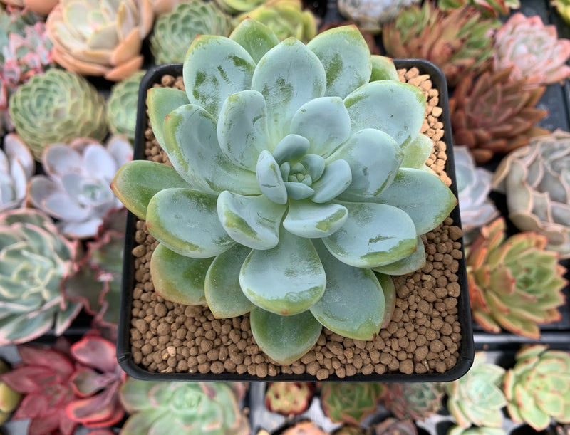 coles succulents Echeveria 'Chloe' 3" Succulent Plant – True Succulents Plant Co