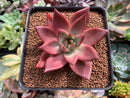 Echeveria Agavoides 'Romeo' 3" Succulent Plant