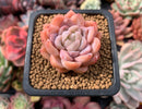 Echeveria sp. 2" Succulent Plant
