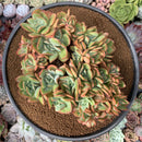 Echeveria 'Luella' Crested 5" Succulent Plant