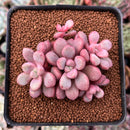 Echeveria 'Polari' 2"-3" Cluster New Hybrid Succulent Plant