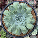 Echeveria 'Hearts Choice' 3"-4" Succulent Plant