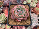 Echeveria 'Rasberry Ice' 2" Succulent Plant