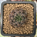 Echeveria 'Scorpio' 1" Small Succulent Plant