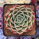 Echeveria 'Red Bellita' 3" Succulent Plant