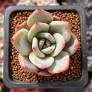 Echeveria 'White Champaign' 1" Succulent Plant
