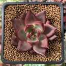 Echeveria Agavoides 'Magic Crown' 2" Succulent Plant