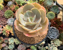 Echeveria 'Slimeball' 4" Succulent Plant