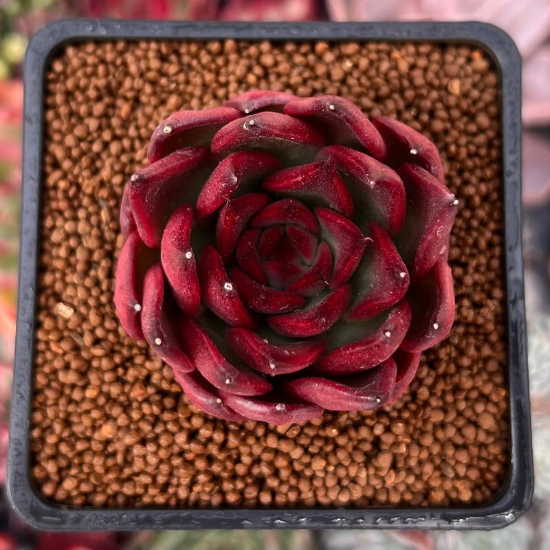 succulent plants for sale australia Echeveria Agavoides 'Healer' 2" Succulent Plant – True Succulents Plant Co