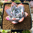 Echeveria 'Ivory' 2" Powdery Succulent Plant