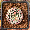 Echeveria 'Blue Dolphin' 1"-2" Succulent Plant