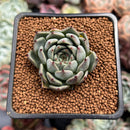 Echeveria 'Redsara' 2" Air Magic Hybrid Succulent Plant