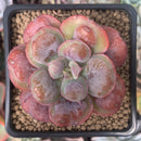 Echeveria 'Hearts Delight' 2" Succulent Plant