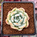 Echeveria 'Chloe' 1" Succulent Plant