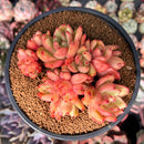 Echeveria Agavoides 'Red Wine' 4" Cluster Succulent Plant