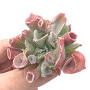Echeveria 'Trumpet Pinky' 1"-2" Rare Succulent Plant