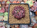 Echeveria Agavoides 'Vivace' 1"-2" Cluster Succulent Plant