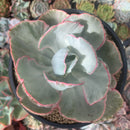 Echeveria 'Flying Cloud' Variegated 5" Succulent Plant