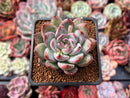 Echeveria 'McTory' 2" Succulent Plant