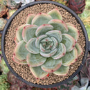 Echeveria 'White Champaign' 5" Large Succulent Plant