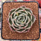 Echeveria Agavoides 'Angels Jelly' 2"-3" Succulent Plant