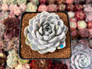 Echeveria 'Snow Bunny' 3" Powdery Succulent Plant