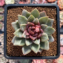 Echeveria 'German Champaign' 2"-3" Succulent Plant