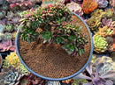 Cremneria 'Chubbs' Crested (Cremnophila linguifolia x Echeveria setosa var. ciliata) 5" Succulent Plant