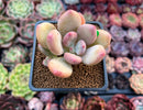 Pachyphytum 'Doctor Cornelius' 2" Succulent Plant