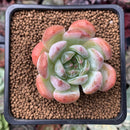 Echeveria 'Starmark' 1" Succulent Plant