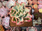 Echeveria 'Aquarius' 2"-3" Succulent Plant