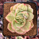 Echeveria Agavoides 'Raja' Variegated' 3" Succulent Plant