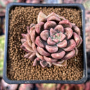 Echeveria 'Black Pettla' Cluster 2" New Hybrid Succulent Plant