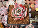 Echeveria 'Monroe' Hybrid 2" Succulent Plant