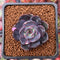 Echeveria 'Black Tan' 1" Succulent Plant